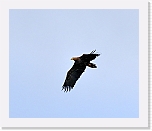 kotka White-tailed eagle 8202 * 800 x 674 * (215KB)